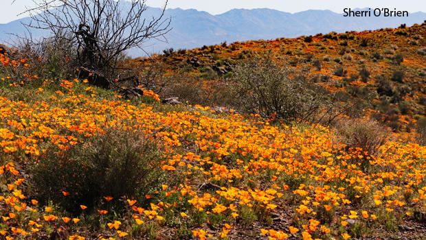 arizona-poppies-native-to-the-sonoran-desert-in-southern-arizona-sherri-obrien-620.jpg 