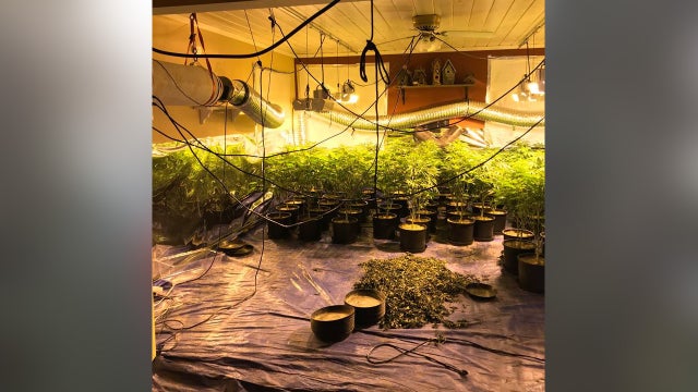 pot-grow-calaveras.jpg 