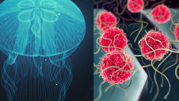 jellyfish-cancer-catching-cells-620.jpg 
