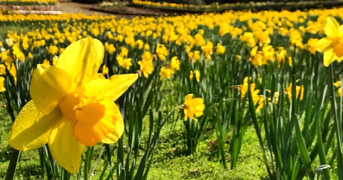 Daffodil Hill Closed Due To Rain Good Day Sacramento