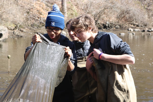 Glass Eels In The Hudson River 