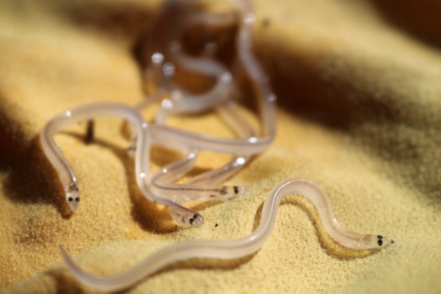 Glass Eels In The Hudson River 