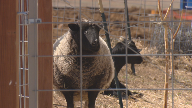 TIRE CLEANUP 5PKG.transfer_frame_420 