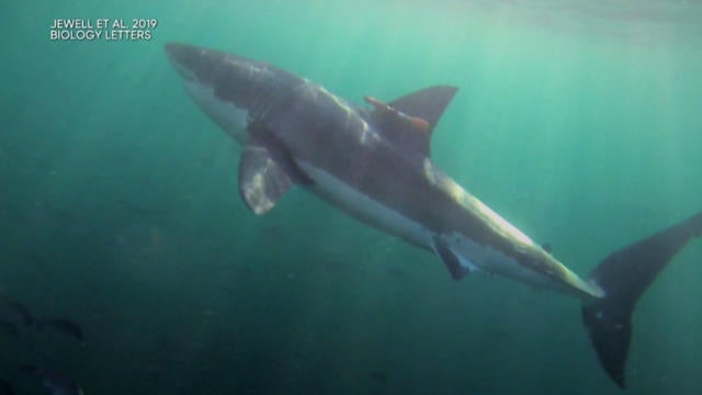 cbsn-fusion-cameras-capture-sharks-in-kelp-for-the-first-time-thumbnail-1820668-640x360.jpg 