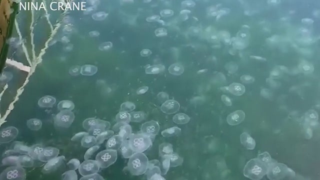 oxnard-jellyfish.jpg 