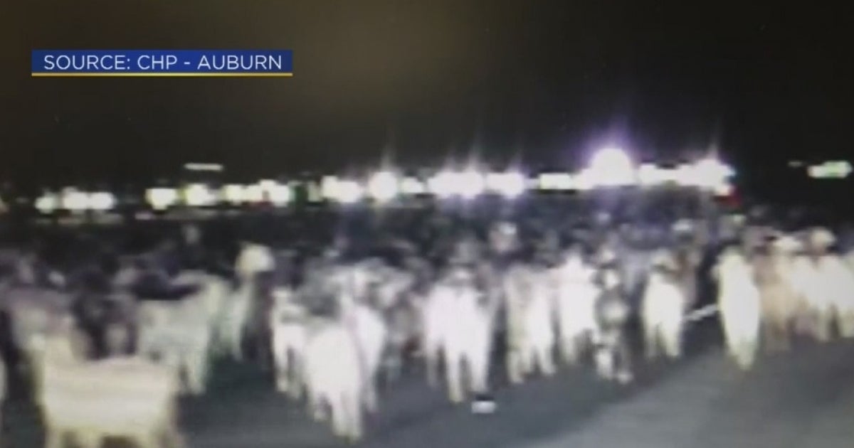 Hundreds Of Goats Stopped Highway 65 In Both Directions - CBS Sacramento