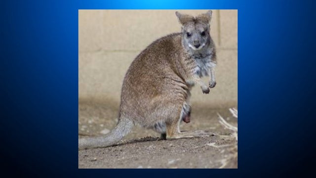san_jose_zoo_wallaby_040419.jpg 