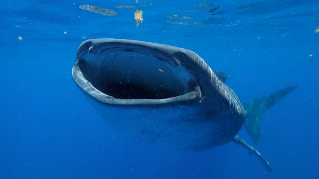 whale-shark.jpg 