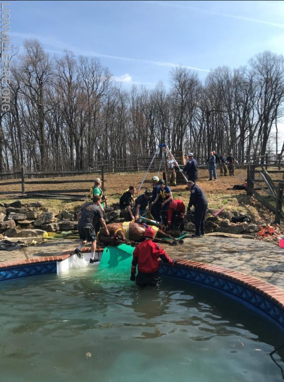 horse rescued from pool 