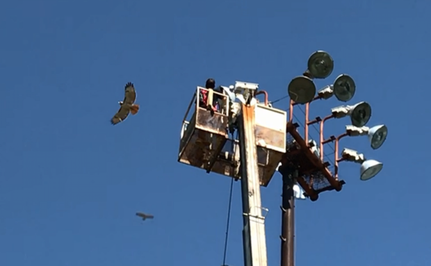 Red-tail hawks nest on light pole in Plano 