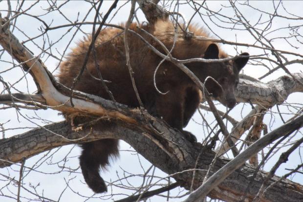 colo springs bear 2 (co parks and wildlife twitter) 