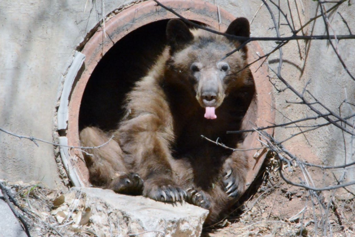 Wildlife Officers Remove Bear From Near High School In Colorado Springs ...