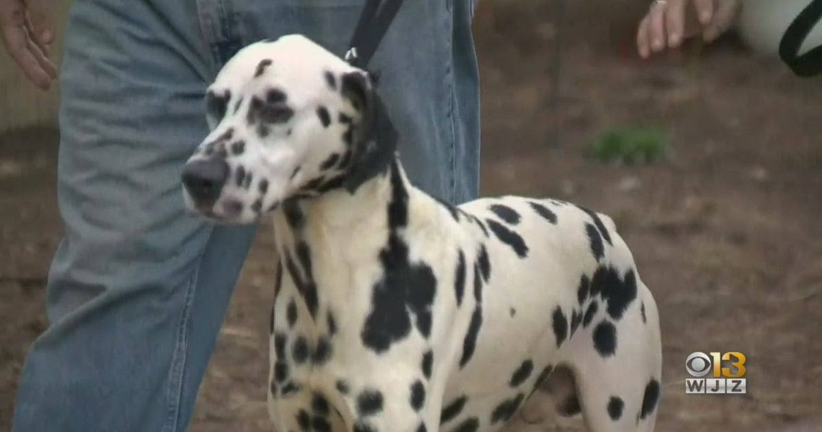 First Dog Reunites With Family After 27 Dogs Rescued From Alleged