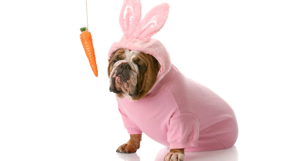 PetsMart Offering Free Photos With The Easter Bunny This Weekend Good