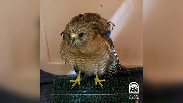 red-shouldered-hawk-hurt.jpg 