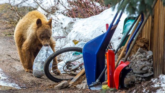 bear-tranquilized-in-steamboat-credit-kevin-dietrich.jpg 