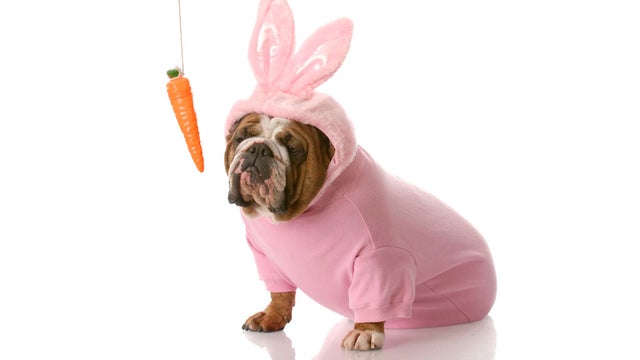 dog-with-easter-costume.jpg 