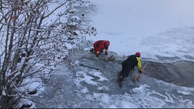 Evergreen deer rescue (EFR)_frame_126 