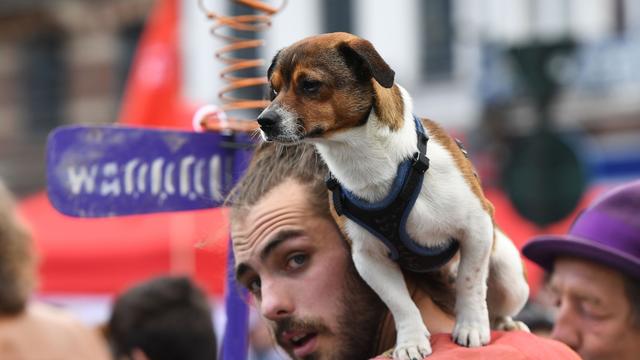 dogbeard.jpg 