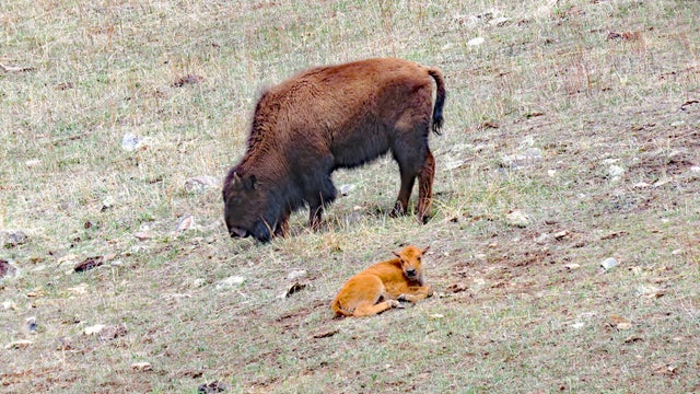 baby-bison-red-dog-2-credit-mike-quaintance.jpg 