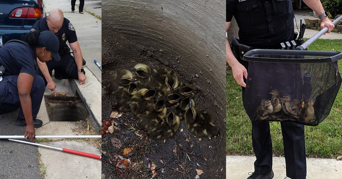 Stockton Police Rescue 13 Ducklings From Storm Drain - Good Day Sacramento