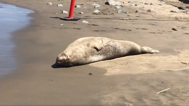 elephant_seal_sf_aquatic_park_041819.jpg 