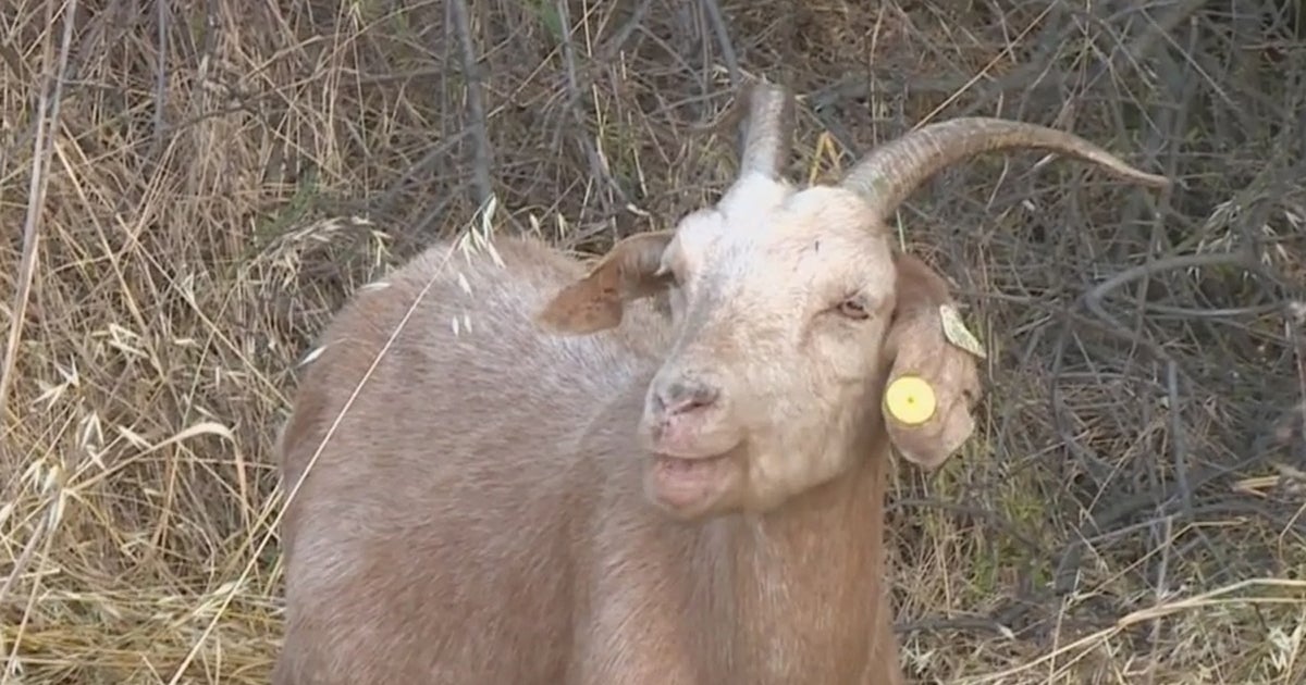 Watch: West Sacramento Releases Goat Cam Video - Good Day Sacramento