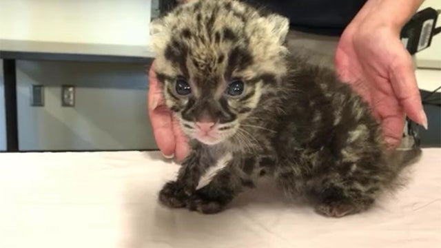 clouded-leopard.jpg 
