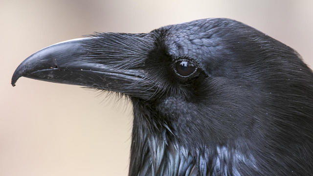 raven-head-yellowstone-picnic-area-verne-lehmberg-promo.jpg 