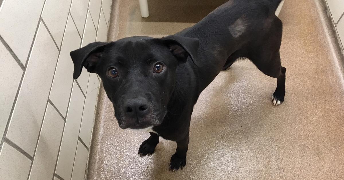 Pet Of The Week: Fez The Labrador Retriever Mix - CBS Minnesota