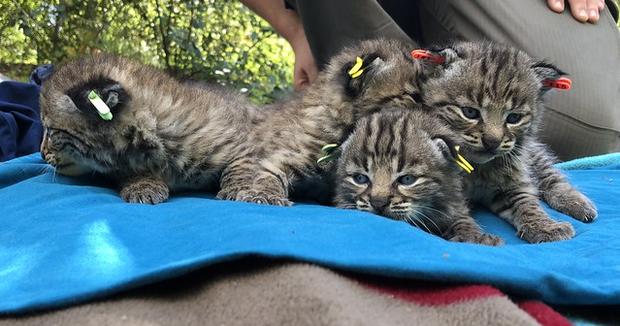 Bobcat Who Survived Woolsey Fire Gives Birth To Litter Of Kittens In Westlake Village 