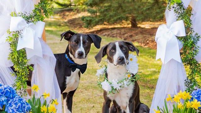 dogwedding2.jpg 