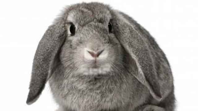 french-lop-rabbit-breed.jpg 