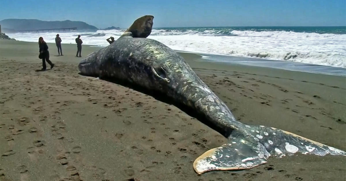 Fed Agency Asks for Private Beach Property to Let Dead Whales Rot in ...