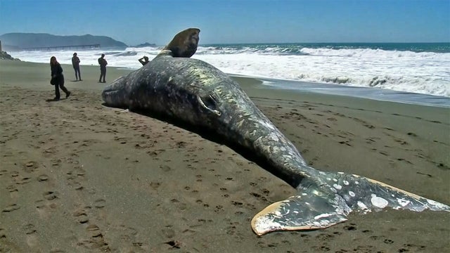 gray-whale-deaths-climate-summit.jpg 