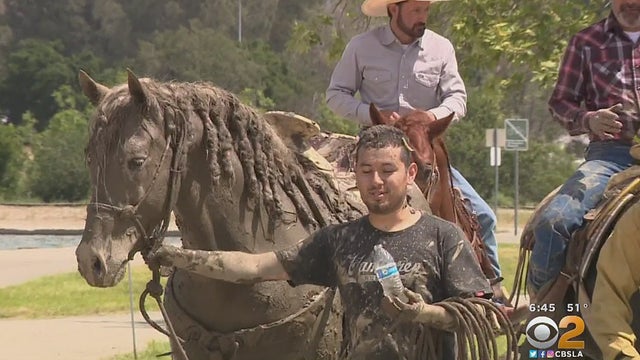 horse-stuck-in-mud-rescue.jpg 