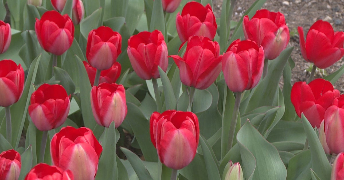 Don't Miss The Tulips Before The Peak Bloom CBS Colorado
