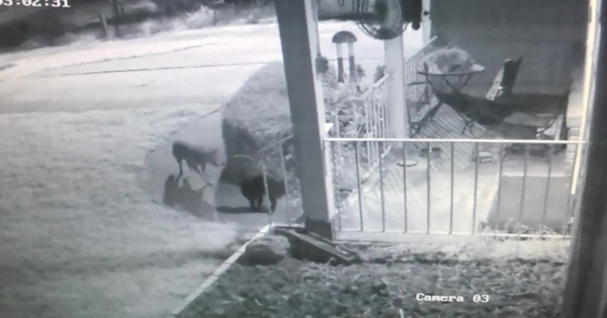CAUGHT ON CAMERA Cat Scares Coyote Away From Porch CBS Sacramento