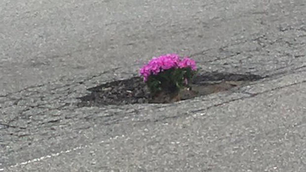 leominster pothole flowers road 