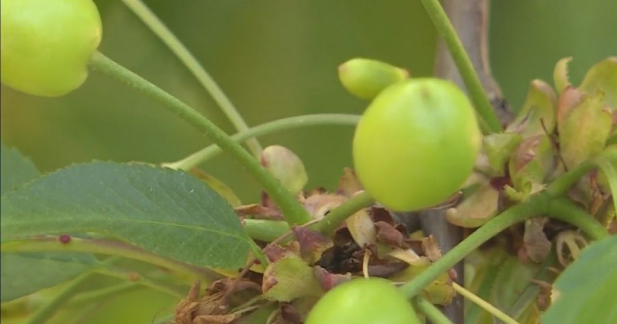 Cherry Farmers Predicting A Record Harvest Are Concerned There Won't Be