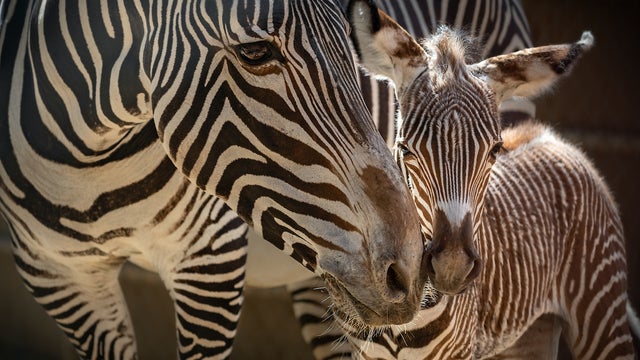 grevys-zebra-foal-and-mom-jamila-photo-by-jamie-pham-.jpg 