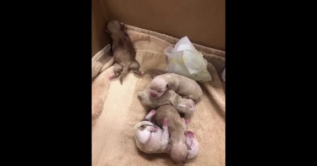 Woman Arrested For Allegedly Tossing Bag Of Newborn Puppies Near(00)