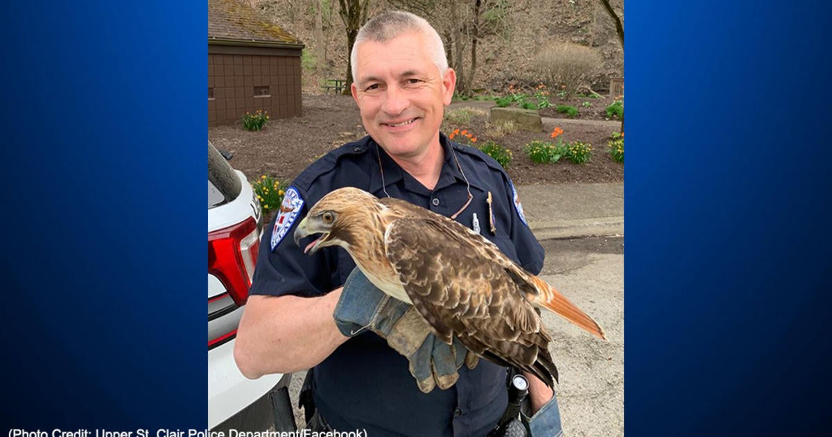 Upper St. Clair Officer Helps Hawk That Was Struck By Car - CBS Pittsburgh