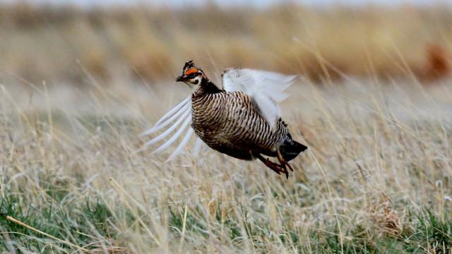 1-colorado-parks-and-wildlife-bill-vogrin.jpg 