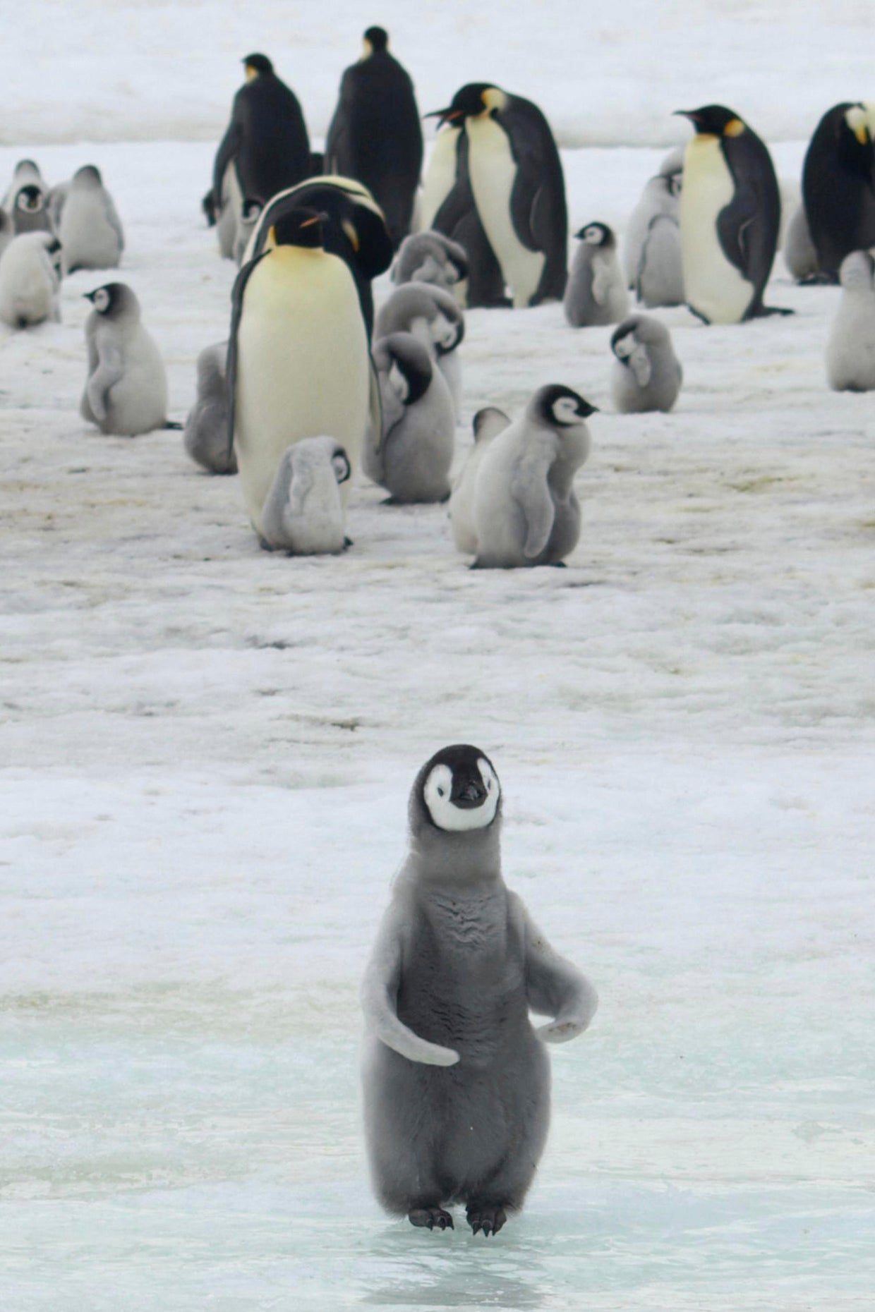 Loss of the Penguins 
