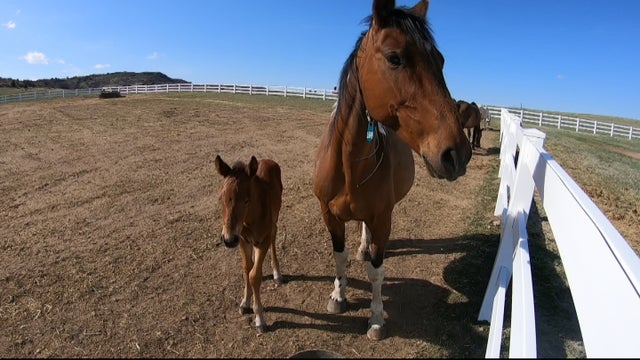 hartsel-rescued-horse-birth_frame_594.jpg 