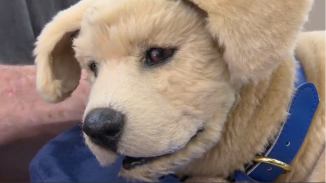 robot-therapy-dog.jpg 