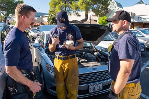 Kitten Found In Car Engine 