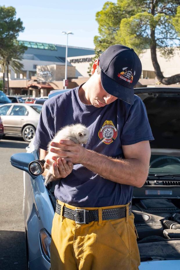 Kitten Found In Car Engine 