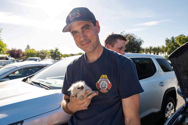 Kitten Found In Car Engine 